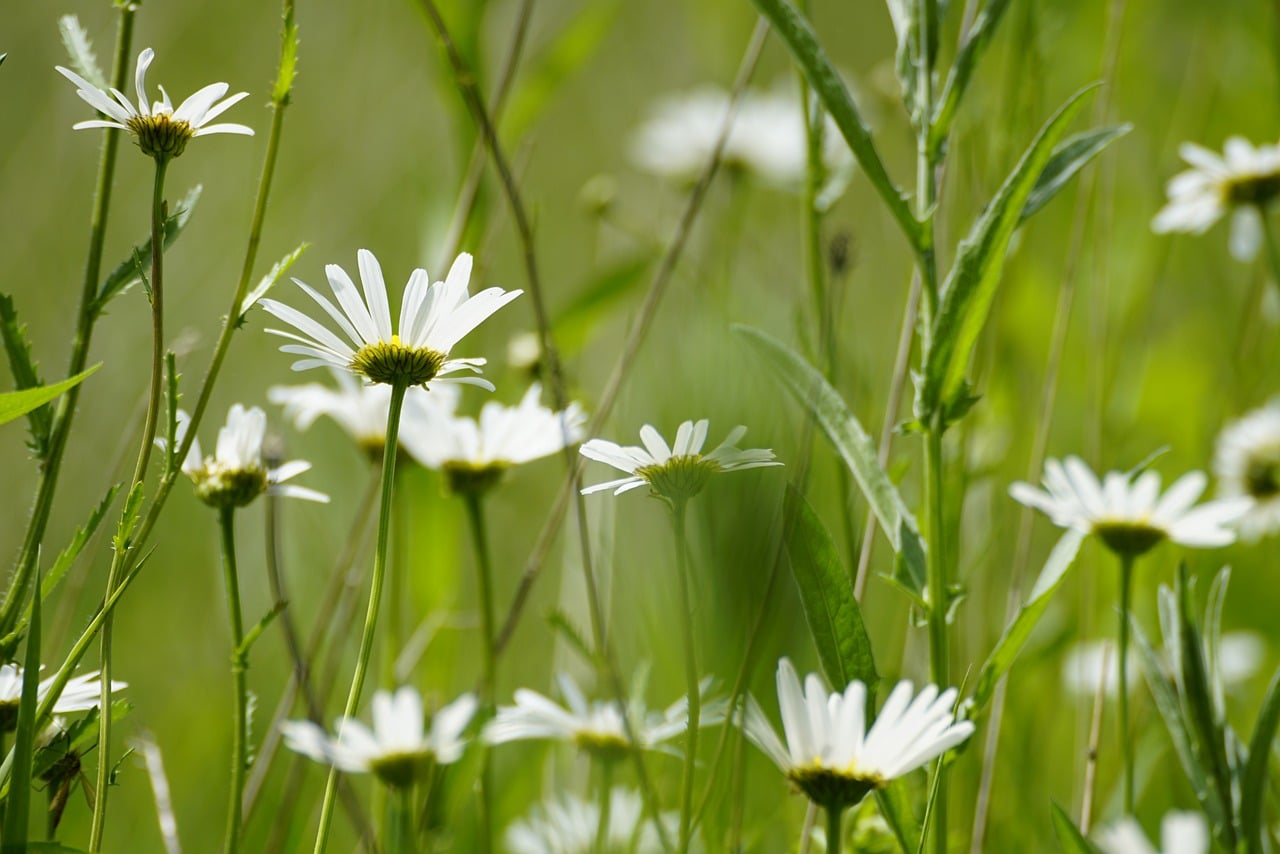 Bible Verses About Worry: 20 Scriptures to Calm an Anxious Mind